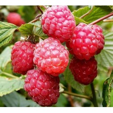 Aksu Pembesi ahududu-frambuaz  Fidanı 2 Yaş Aksu Pembesi ahududu-frambuaz  Fidanı 2 Yaş