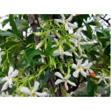 Arap Yasemini 2 Yaş  Arap Yasemini 2 Yaş