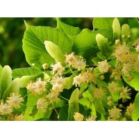 Ihlamur Fidanı 2 Yaş Aşılı  Ihlamur Fidanı 2 Yaş Aşılı