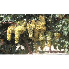 Üzüm Fidanı 2 Yaş Ata Sarısı