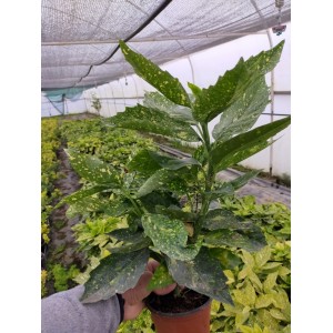 Aucuba Japonica Akuba Lekeli Defne Fidanı 2 Yaş  Aucuba Japonica Akuba Lekeli Defne Fidanı 2 Yaş