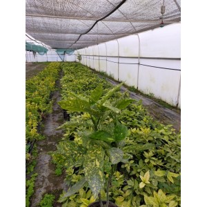 Aucuba Japonica Akuba Lekeli Defne Fidanı 2 Yaş  Aucuba Japonica Akuba Lekeli Defne Fidanı 2 Yaş