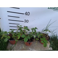 Beyaz Çilek Fidesi- Pineberry 2 Yaş