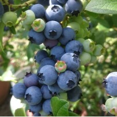 Yaban Mersini Fidanı 2 Yaş Blue Gold