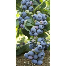 Yaban Mersini Fidanı 2 Yaş Bluecrop