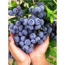 Yaban Mersini Fidanı 2 Yaş Brigitta