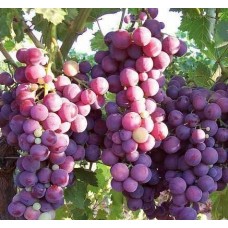 Üzüm Fidanı 2 Yaş Cardınal