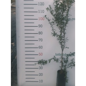 Nar Fidanı 2 Yaş Çekirdeksiz Nar Fidanı 2 Yaş Çekirdeksiz