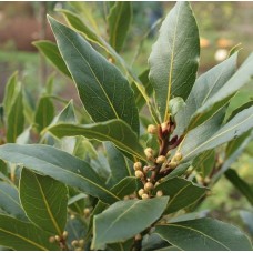 Defne Fidanı 2 Yaş  Defne Fidanı 2 Yaş