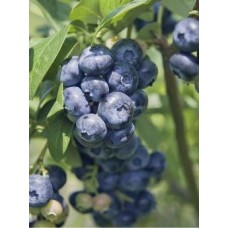 Yaban Mersini Fidanı 2 Yaş Denise Blue Yaban Mersini Fidanı 2 Yaş Denise Blue