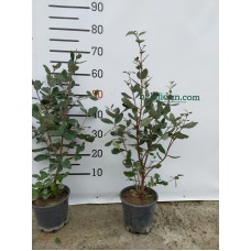 Feijoa(Kaymak Ağacı) Meyve Fidanı 2 Yaş 2 Adet Feijoa(Kaymak Ağacı) Meyve Fidanı 2 Yaş 2 Adet