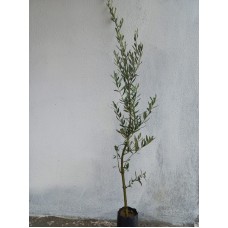 Zeytini Fidanı 2 Yaş Gemlik Zeytini Fidanı 2 Yaş Gemlik