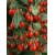 Goji Berry (kurt Üzümü) 2 Yaş Goji Berry (kurt Üzümü) 2 Yaş
