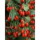 Goji Berry (Kurt Üzümü) Goji Berry (Kurt Üzümü)