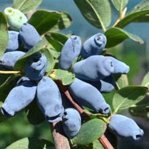 Honey Berry - Bal Yemişi Fidanı 2 Yaş Honey Berry - Bal Yemişi Fidanı 2 Yaş