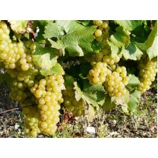 2 Yaş İtalya Kokulu Misket Üzüm Fidanı 2 Yaş İtalya Kokulu Misket Üzüm Fidanı