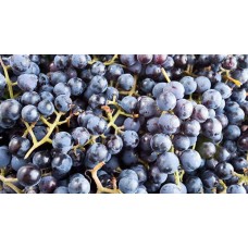 2 Yaş Kokulu Laz Üzümü Fidan 2 Yaş Kokulu Laz Üzümü Fidan