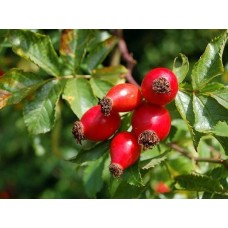 2 Yaş Kuşburnu Fidanı 2 Yaş Kuşburnu Fidanı