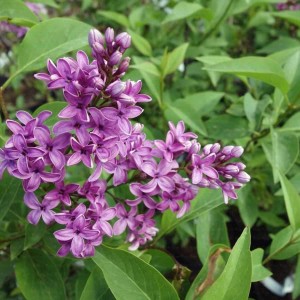 Leylak Fidanı (Syringa Chinensis) 2 Yaş  Leylak Fidanı (Syringa Chinensis) 2 Yaş