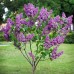 Leylak Fidanı (Syringa Chinensis) 2 Yaş 