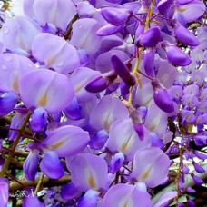 2 Yaş Mor Salkım Fidanı 2 Yaş Mor Salkım Fidanı