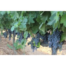 2 Yaş Öküzgözü Üzüm Fidanı 2 Yaş Öküzgözü Üzüm Fidanı