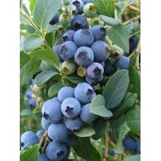 2 Yaş Patroit Yaban Mersini Fidanı 2 Yaş Patroit Yaban Mersini Fidanı