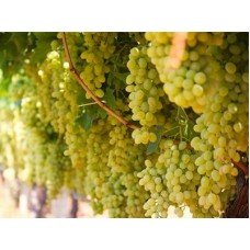 2 Yaş Sultaniye Çekirdeksiz Üzüm Fidanı 2 Yaş Sultaniye Çekirdeksiz Üzüm Fidanı