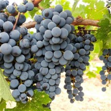 2 Yaş Trakya İlkeren Üzüm Fidanı 2 Yaş Trakya İlkeren Üzüm Fidanı