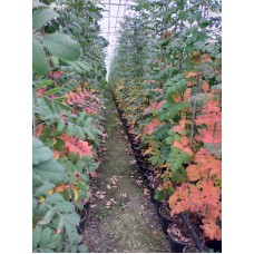 2 Yaş Üvez Fidanı 2 Yaş Üvez Fidanı