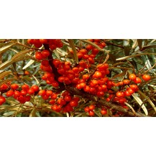 Yabani (Yalancı) İğde Fidanı 2 Yaş  Yabani (Yalancı) İğde Fidanı 2 Yaş