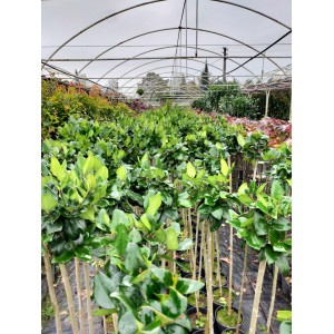 Ligüstrüm Tekzanium 2 Yaş Yarım Tijli Ligüstrüm Tekzanium Fidanı