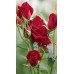 Gül Fidanı-Kırmızı renk 2 Yaş Yerli  Gül Fidanı-Kırmızı renk 2 Yaş Yerli