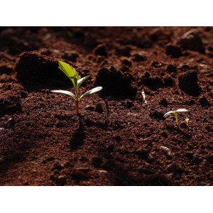 25 Lt Dere Mili Toprak 25 Lt Dere Mili Toprak