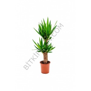 2'li Yucca 2'li Yucca