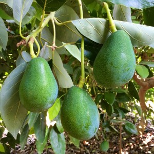 3 Yaş Füerte  Avokado  Fidanı 3 Yaş Füerte  Avokado  Fidanı