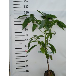 3 Yaş Füerte  Avokado  Fidanı 3 Yaş Füerte  Avokado  Fidanı