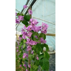 Begonvil Fidanı 3 Yaş Ada Begonvili Begonvil Fidanı 3 Yaş Ada Begonvili