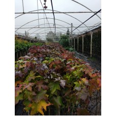 Amerikan Sığlası Fidanı 3 Yaş  Amerikan Sığlası Fidanı 3 Yaş