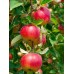 3 Yaş Aşılı Arap kızı Elma Fidanı 3 Yaş Aşılı Arap kızı Elma Fidanı