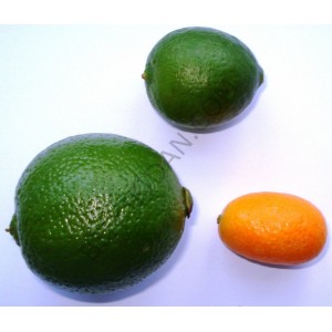 3 Yaş Aşılı Limequat Fidanı 3 Yaş Aşılı Limequat Fidanı