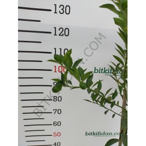 3 Yaş Aşılı Limequat Fidanı 3 Yaş Aşılı Limequat Fidanı