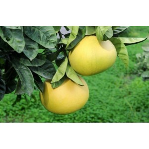 3 Yaş Aşılı Şadok (pomelo) Fidanı 3 Yaş Aşılı Şadok (pomelo) Fidanı