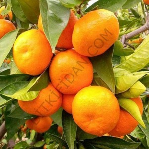 3 Yaş Aşılı Satsuma Mandalina 3 Yaş Aşılı Satsuma Mandalina