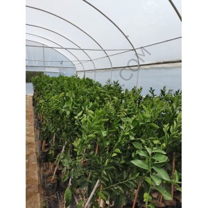 3 Yaş Aşılı Satsuma Mandalina 3 Yaş Aşılı Satsuma Mandalina