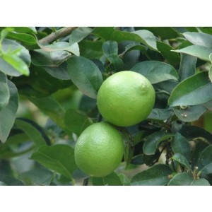 3 Yaş Aşılı Tahiti Lime Fidanı 3 Yaş Aşılı Tahiti Lime Fidanı