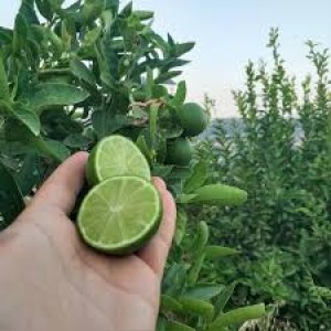 3 Yaş Aşılı Tahiti Lime Fidanı 3 Yaş Aşılı Tahiti Lime Fidanı