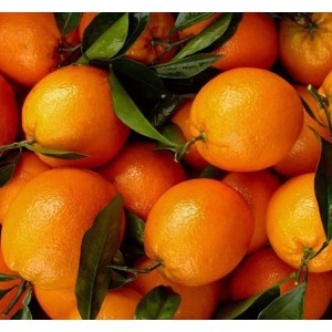 3 Yaş Aşılı Yafa Portakal Fidanı 3 Yaş Aşılı Yafa Portakal Fidanı