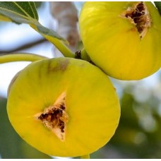 3 Yaş Aydın Sarı Lob İncir Fidanı 3 Yaş Aydın Sarı Lob İncir Fidanı