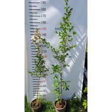 Oya Ağacı 3 Yaş Beyaz  Oya Ağacı 3 Yaş Beyaz